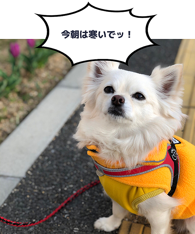 おはようございます😄🐶
今朝は冷えます‼️
風邪ひかないようにね🎵