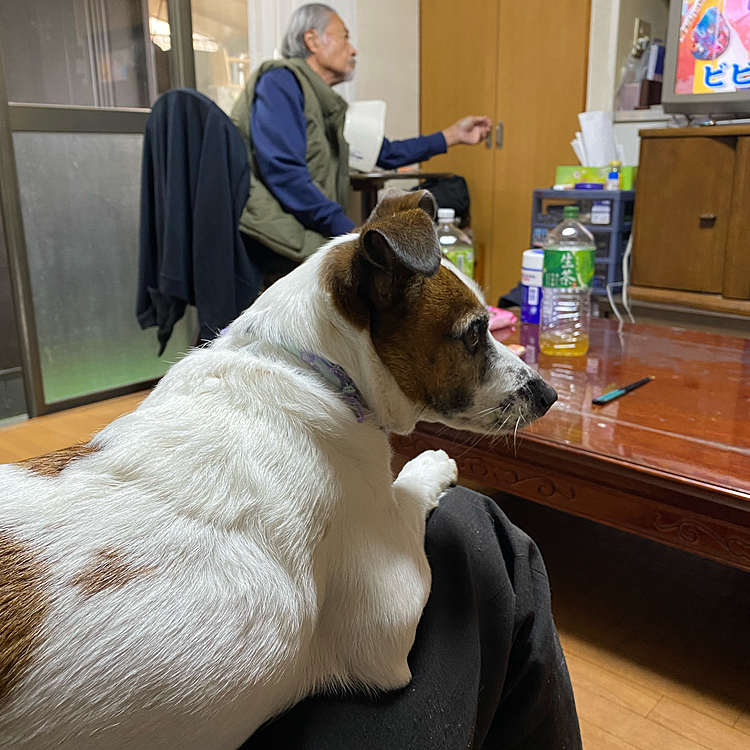 今度は、私にピッタリ‼️でも、私はお仕事あるから、一旦、コロコロで、洋服についた毛を取ったのに、また、ピッタリとはりつかれて、、😅