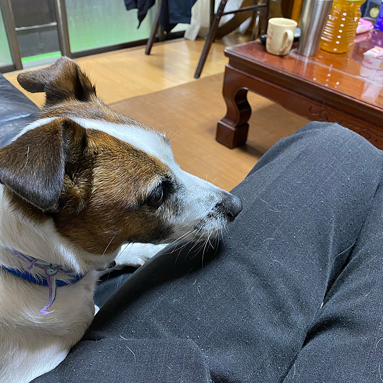 コロコロしたのに、、🥲