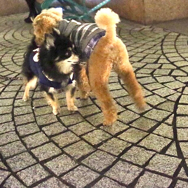 イルミネーションそっちのけで永遠のライバルとらくんと死闘🤣
ハーさん企画ありがとうございました😃
ハピ男ママさんも遠いところお疲れ様でした😊
これをキックに、東海支部の他のメンバーとも集まりたいですね😊
東北や他の地方の人たちにも会いたいなぁ。