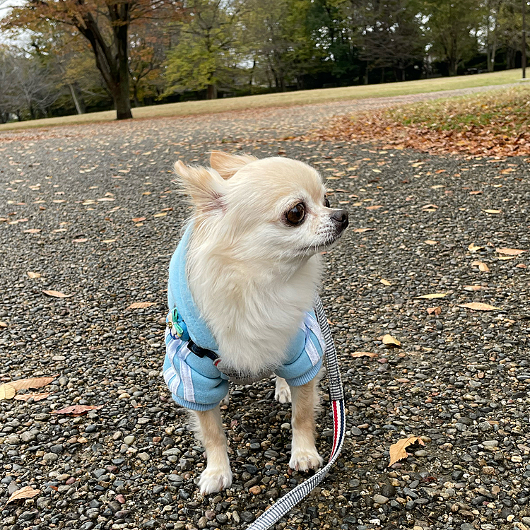 近所のいつもの公園でも知らんぷり😢