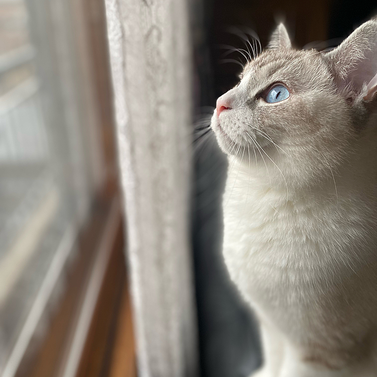 今日も元気ににゃるそっく🐾