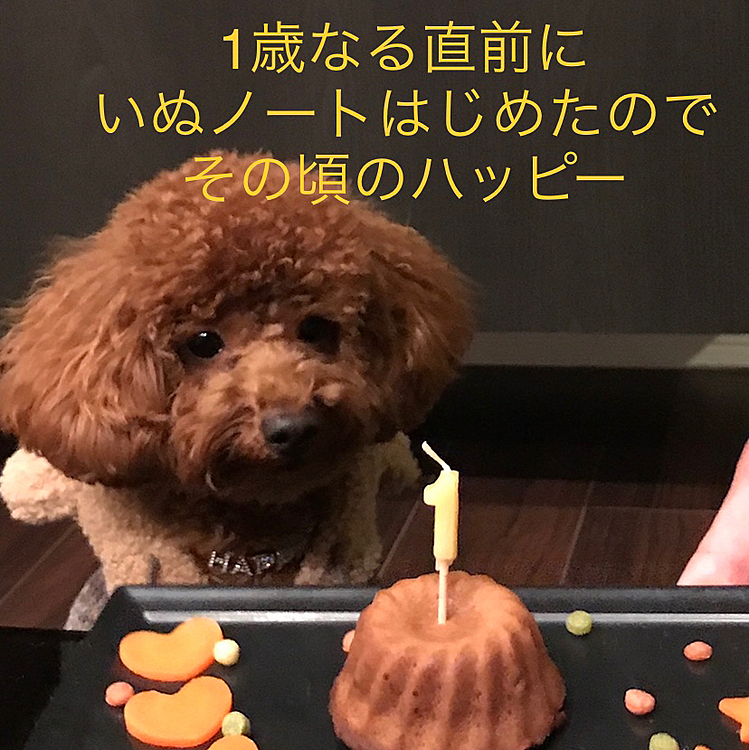 11月19日、20日とハッピーと東京に行きました🐶
目的は伝説のアプリ『いぬノート』のお友達に会いに行く事❣️
ただ私は方向音痴、一人旅はおろか1人飯すら出来ないタイプ💦
そんな私を見かねてマーチくんママのハーさんが2日ともアテンドして下さり本当に助かりました✨
