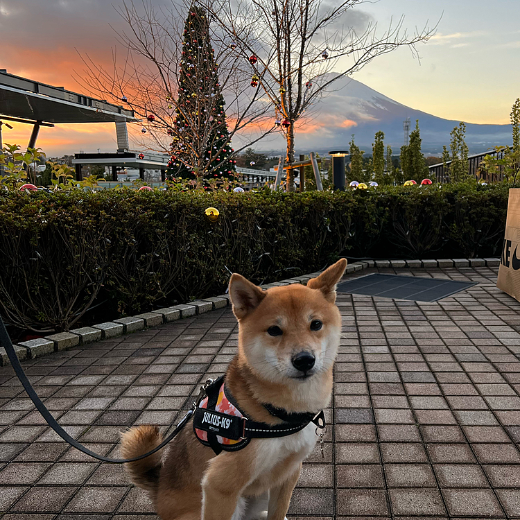 2022.11.21(月)
御殿場アウトレットに行ってきました♪
天気も良くて富士山がきれいに大きく見えてました😊