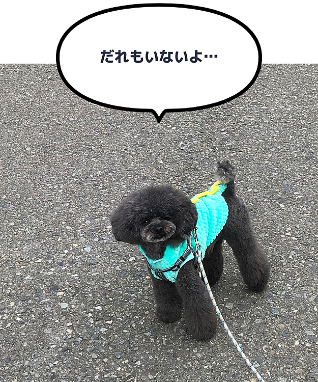 あちゃー😩💦
かーちゃんの支度が遅れて いつも会うお友達🐶 みんな帰っちゃったみたい…だね😓