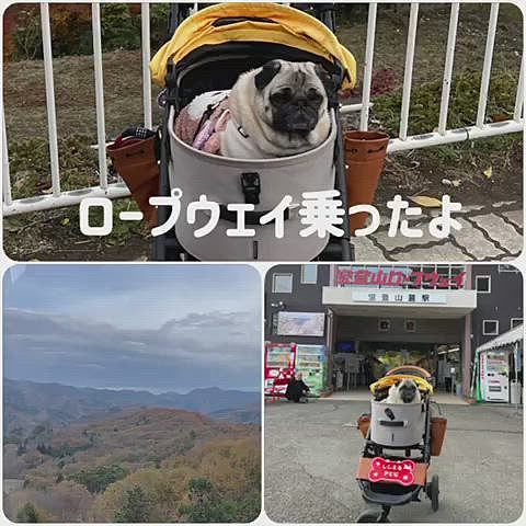 少し雲が出ましたが、ロープウェイで宝登山の頂上へ🚠
