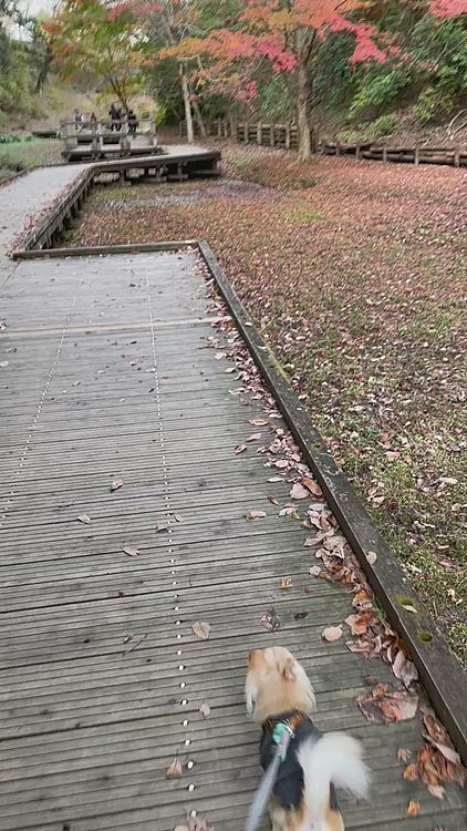 能溝の滝、亀岩の洞窟を見て駐車場へ戻る道です😊