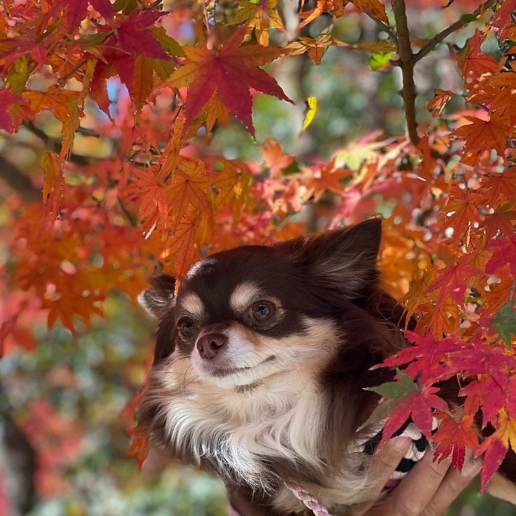 滋賀県に旅行に行ってきました❤️
紅葉が綺麗でしたーまるちゃんは、落ち葉の上を歩くのが楽しかったようです〜