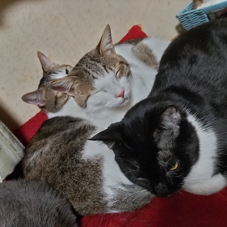 寒くなって猫団子をよくみかけるようになった