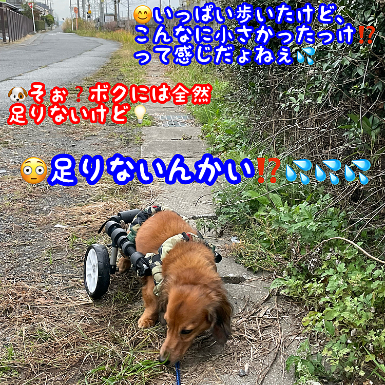 おはようございます✋
今日はみっちが朝からワクチン接種があるのでいつもの調子で長時間のお出掛け散歩が出来ないので､ウチのワンコ🐶の思うがままにウチの近所を歩かせてみたら…最寄りの駅まで来ちゃった😂💦
普段の週末散歩ならなんて事ない距離感ってこんなに歩いてるんだ😳😳😳って改めてビックリ💦💦💦(笑)
それと…周りの景色や建物の小ささにビックリ💦💦💦
まぁ懐かしあるあるですかね～💡
⁡
 #ヘルニア犬 #リハビリ犬 #お散歩たのし #懐かしあるある 