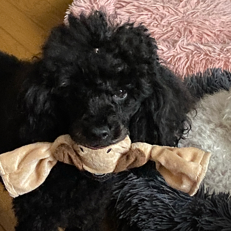 🌊テトラ🌊🐩🖤🐩