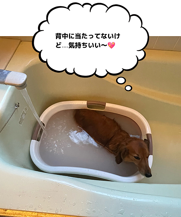 打たせ湯♨️(笑)
打たれてないですが🤣🤣🤣

＃ヘルニア犬＃リハビリ犬＃温泉