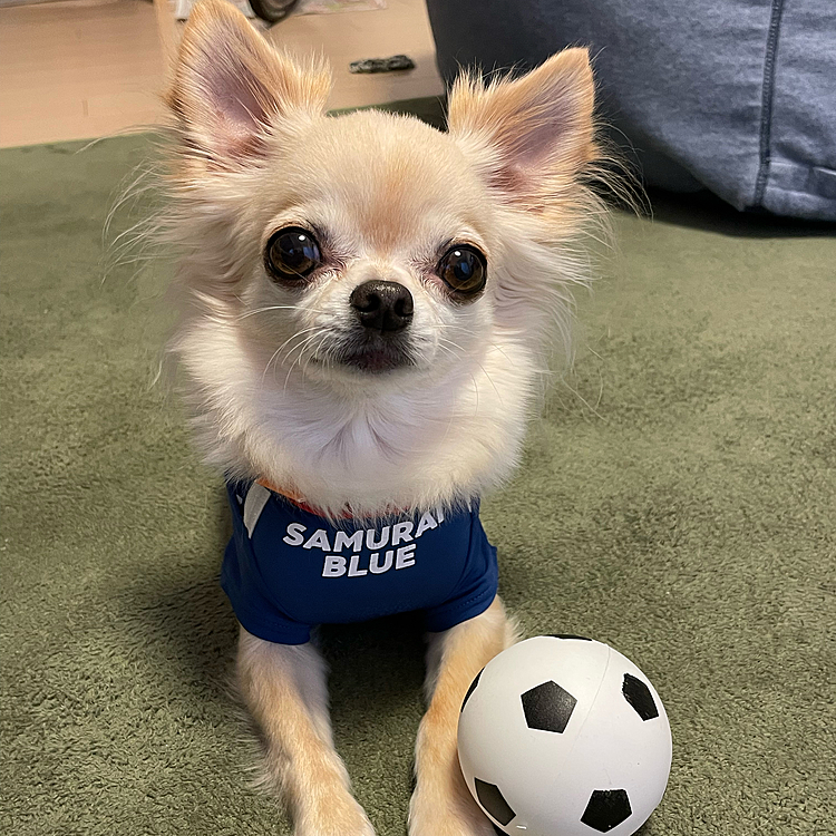 2022.11.27(日)
日本🇯🇵vsコスタリカ🇨🇷 応援するよ📣
日本🇯🇵がんばれ〜🐶😊