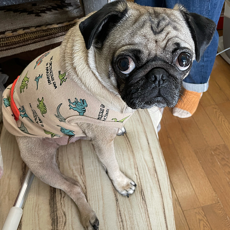 僕もサッカー⚽️応援した📣ワン🐶🤍✨🇯🇵