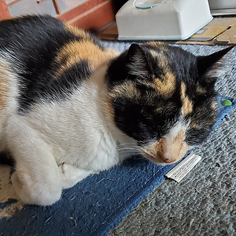 おててな～いないっ(=^ェ^=)
…し～っぱいっ(=ﾟωﾟ=)
#おててないない猫選手権