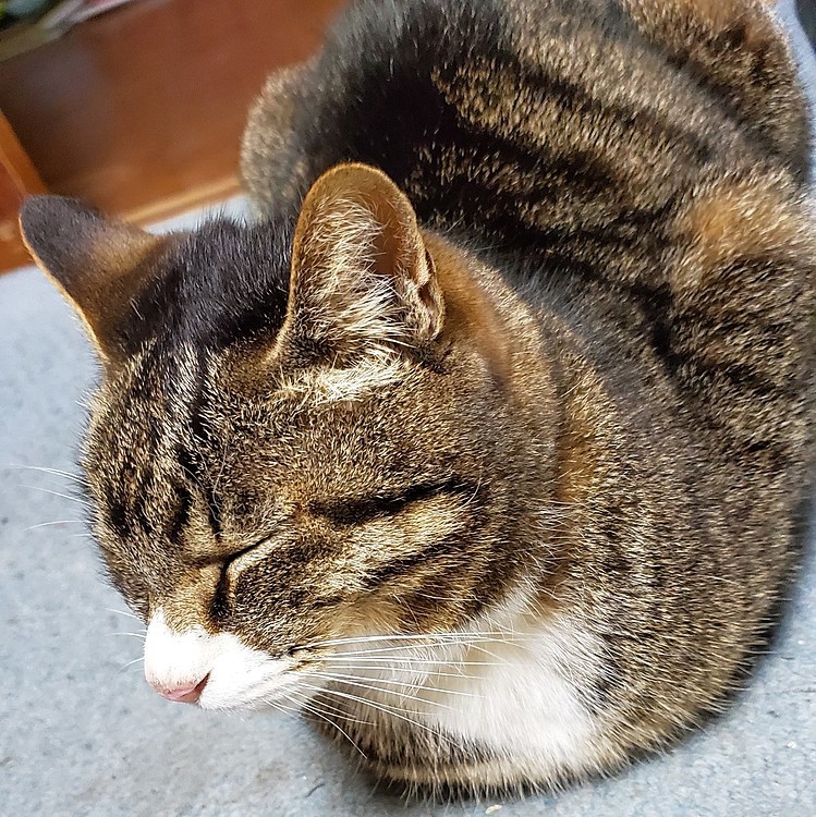 おててな～いないっ(=^ェ^=)トラくんバージョン
#おててないない猫選手権
