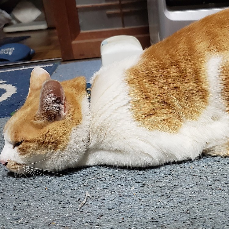 おててな～いないっ(=^ェ^=)
キュウちゃんバージョン
#おててないない猫選手権