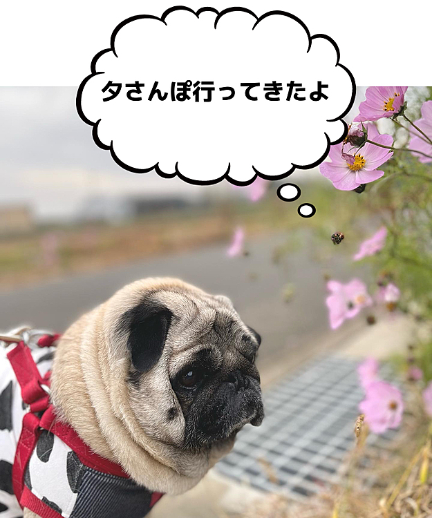 暗くなる前に早めの夕さんぽ🎶
