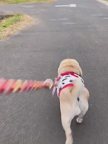 お散歩やる気が出たらダッシュ💨からのシッコ💦＆💩
今日もししまる元気です😂