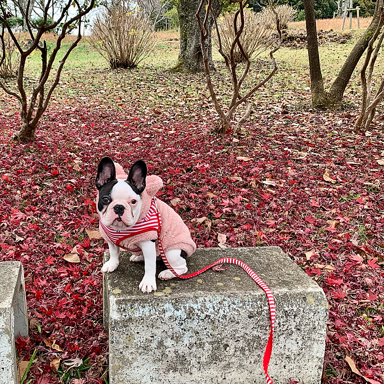 おかぁちゃん、
午後からも近くの公園にお散歩に連れてってくれた。もみじの真っ赤な絨毯がきれいだったね！