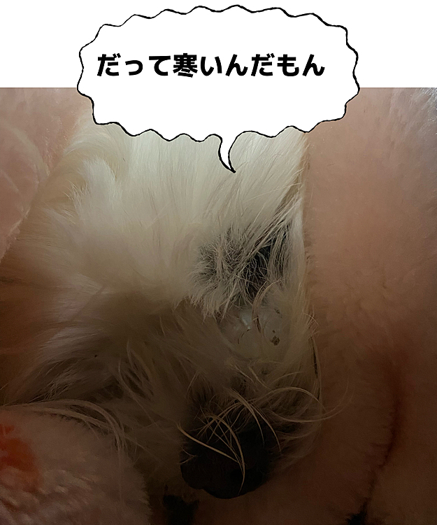 毛布に包まってスヤスヤ