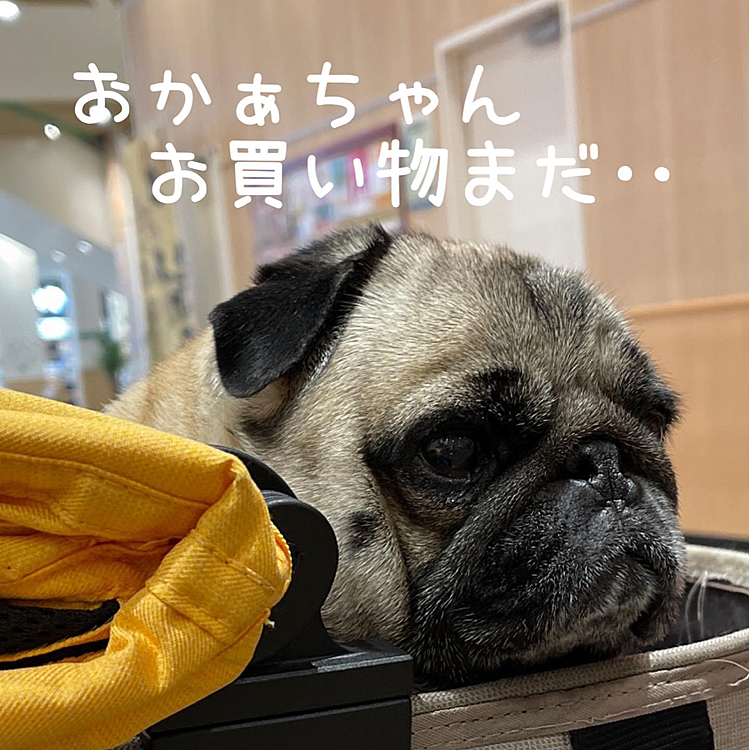 ママさんのお買い物、待ちくたびれました😥