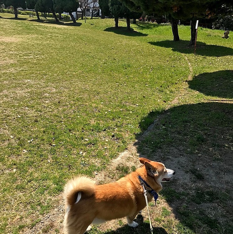 お散歩日和でるんるん♪