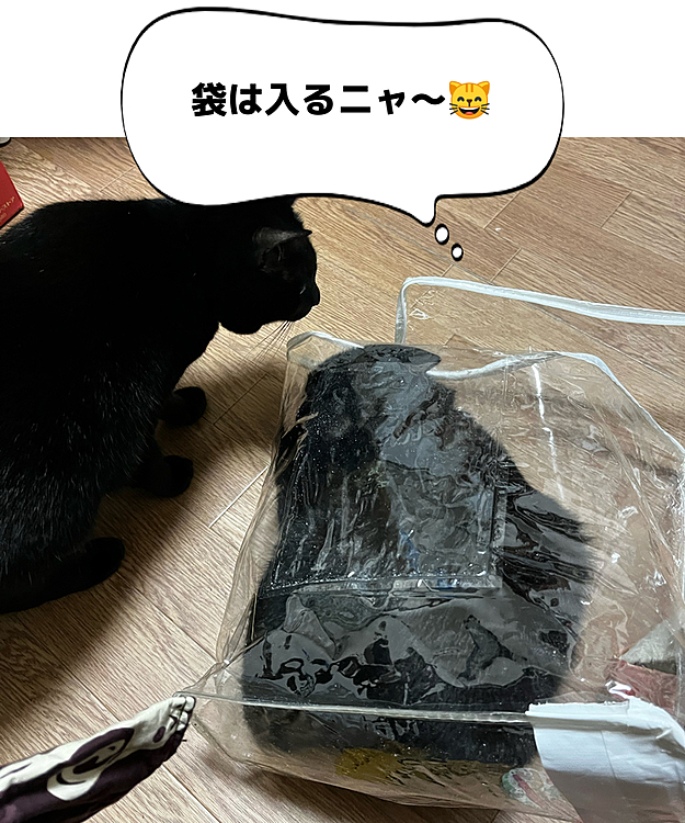 ソックスちゃんトイレ砂を隠しておくケース、その他は洗濯物入れが空いたら入る、好奇心旺盛な娘😽
ハラミちゃんも入りたそうなのかなぁ😸