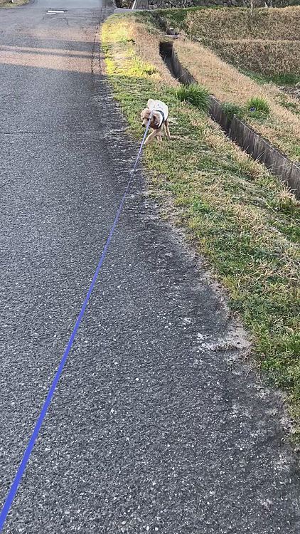 いつもの道にはいると、尻尾も上がって、ルンルン🎵になります😊