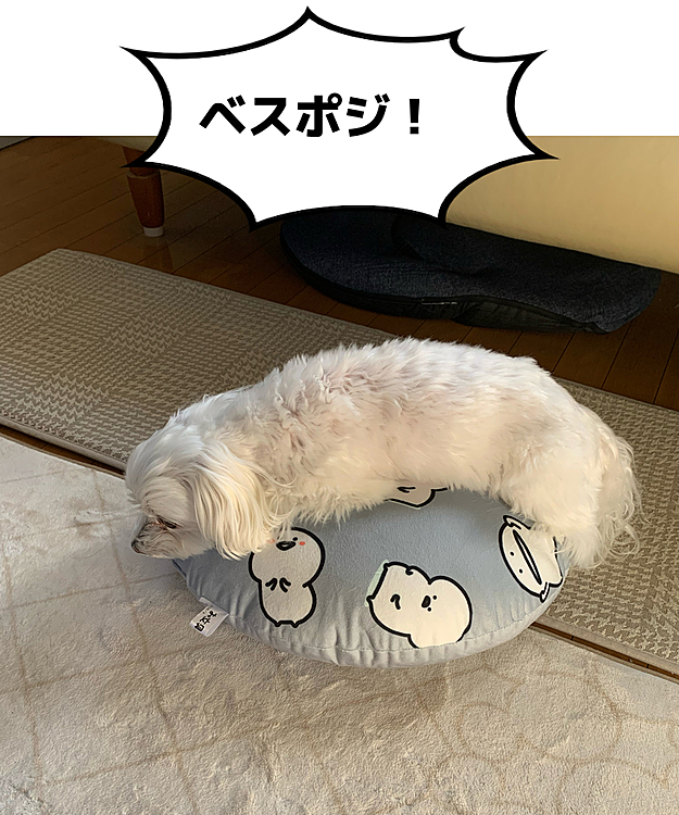 朝からお文具さんクッションと格闘の結果、蘭丸なりのベストポジション見つけたようです。
…ホントにそれでいいんかい（笑）