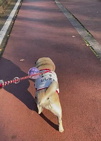 大きな運動公園へ🚗
ししまるのお目当て『銀杏』まっしぐら🐽