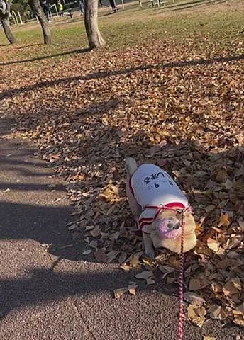 いつものトリュフ探しに‥🍄