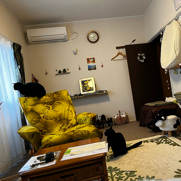 サロンは遊び場🐈‍⬛💨🐈‍⬛💨😆