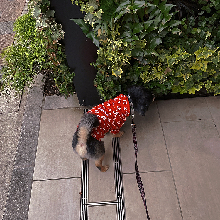 
信号待ちも背筋がピンッ🚥

マンションの下でも「帰らない」が発動してました🐯🏠笑

