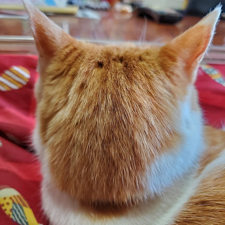ねこのあたま
🎵なんでぇこん～なぁにぃ～
かわいいの～かぁよぉ～
ねことぉ～ゆうぅ～なぁのぉ～
たからぁ～ものぉ～🎵