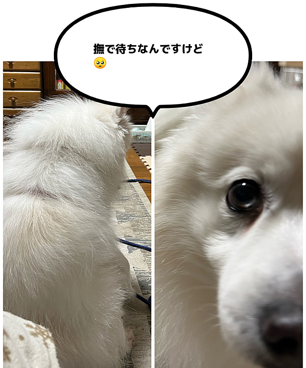 遊んだ後後ろ向きに座ります。何もしないと抗議してきます。
