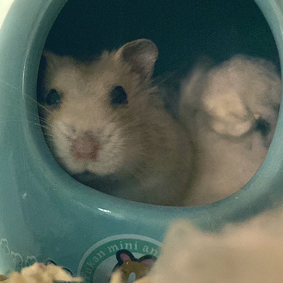 家で飼ってる🐹の【くるみ】です。
年齢2歳。