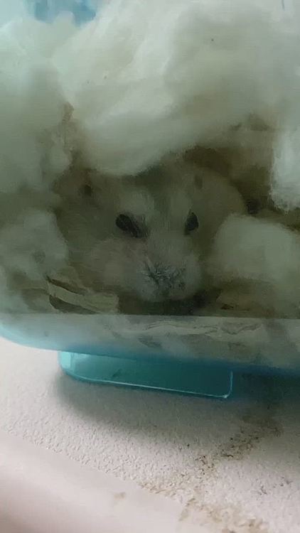 お布団の中で暖まるくるみ。