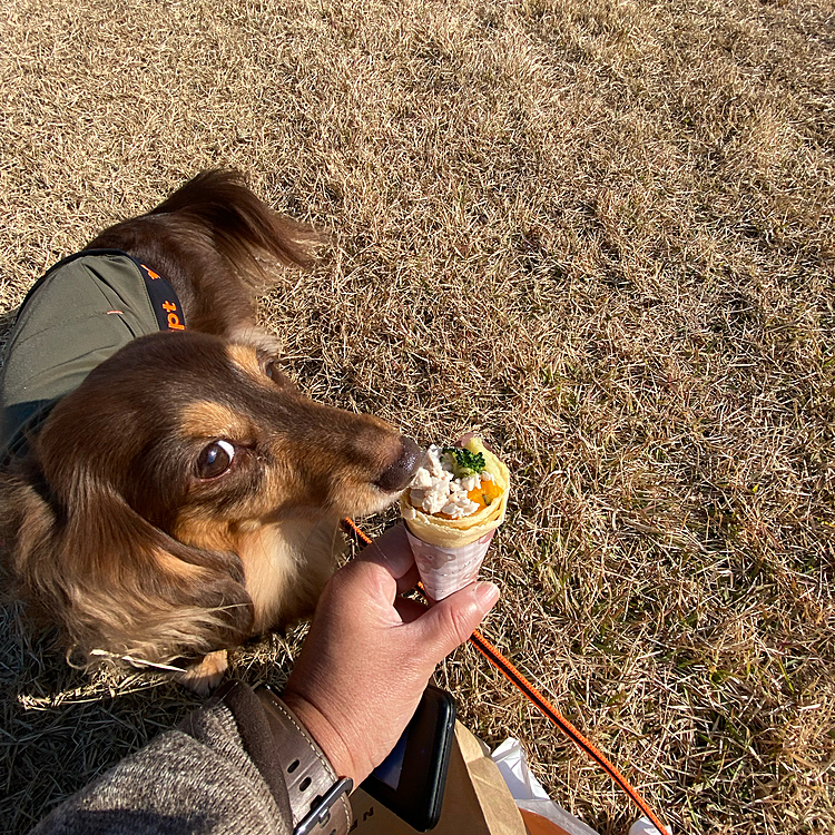 犬用クレープを買ってあげたのにお気にめさず食べないという暴挙に😭
その後犬用焼き鳥を貪り食べてました