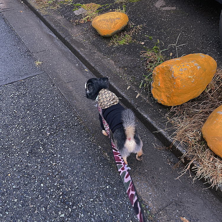 オトモダチに激吠えされたり
追いかけっこしたり
雨上がりの楽しいお散歩してきました🐯🐾

