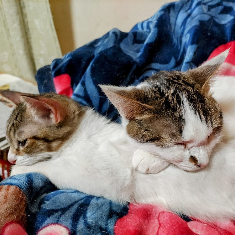 ぬくぬく💤