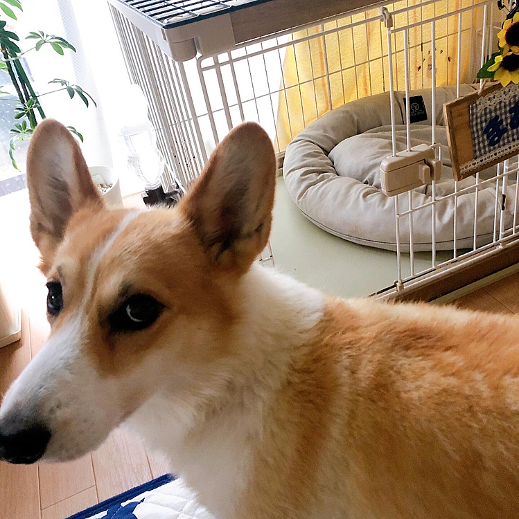 今朝、サークルで寝てるはずのまあるが🌀
何故か階段の下に💦
サークルの扉をカチンとしないでいたみたいで、何かの拍子に少し開いて、鼻で扉を開けて出たみたいです。
勝手に放牧作戦した。。と、旦那の見解🤣