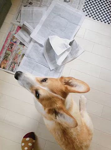 そして、トイレシートをぐちゃぐちゃにして、おかーたんに怒られた🌀
そんなおかーたんのお怒りも素直に聞いてる悪戯坊主さんです。
反省の仕方もわからないので、きっとまたやります🤣