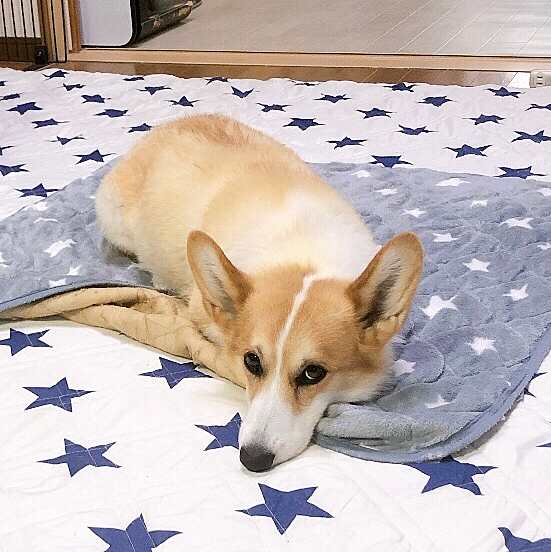 次の朝も、睡魔に勝てずに撃沈中〜😃
そんなに疲れる事したっけ？
なーに。。いっぱい吠えてるから疲れるんだろ。。って、旦那の見解🤣
確かに。。