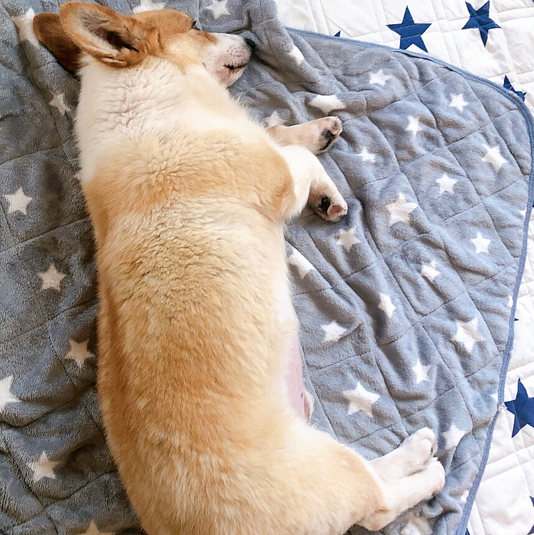 横向きになり、かなりのお疲れの様子😃
これ、朝ですよ🤣
でも、誰かぎ動くと吠える😃
外を誰か通るとまた吠える😃
そして、また寝る。。の繰り返し🤣
あなた、忙しいわね🤣
寝るか吠えるかどっちかにしたら？笑笑