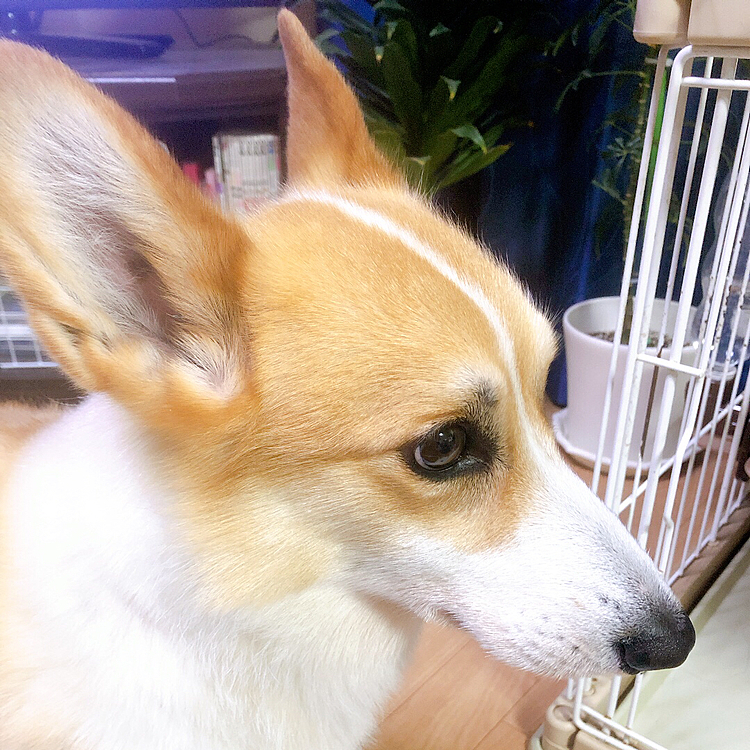 そして今日は今年最後のトリミング❣️
今年の汚れを落としてもらうために？
サラツヤコース😃誕生日の特典ハガキ使用ですが🤣笑笑
サラツヤと言うよりも、フワフワで帰宅です😃
おまけ。。先週やっと3回目のワクチン接種。
微熱で収まったけど、脇が痛い。。
リンパ腫れてます🌀早く治らないかな🌀
では、また〜😃