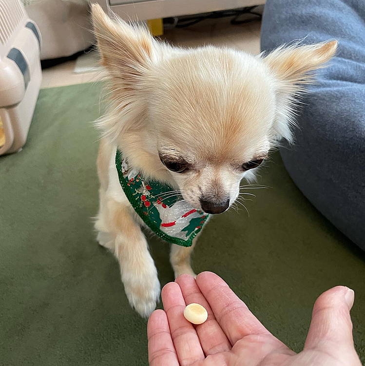 トリミングを頑張ったのでご褒美のボーロをあげています😊