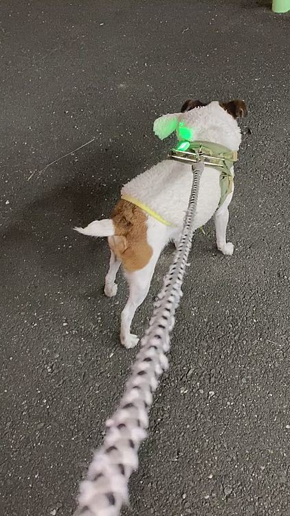 ママは、このところ、立て続けにお食事会だの、忘年会だのと、、また、遅くなって、慌てて夜んぽに😅