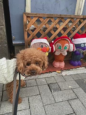 昨日から急に寒くなってきましたね🥶
パン屋の前のアンパンマン達も冬支度🤶🧑🎄
手がかじかみエコバッグが手から滑ってしまい卵を割ってしまいました😢
雪やこんこあられやこんこ・・・灯油の移動販売ですが全国的にこの曲なのかな?
そんな事関係ないとハッピーは💩してます🤣🤣