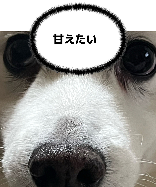 真っ直ぐに見つめてくるので愛しい
だけど5時過ぎから吠えないで🥺
休みの日ぐらい寝坊したい